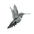 Colibri-removebg-preview