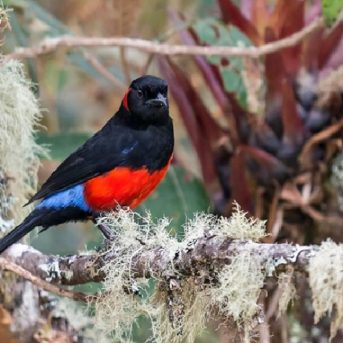 pajaro